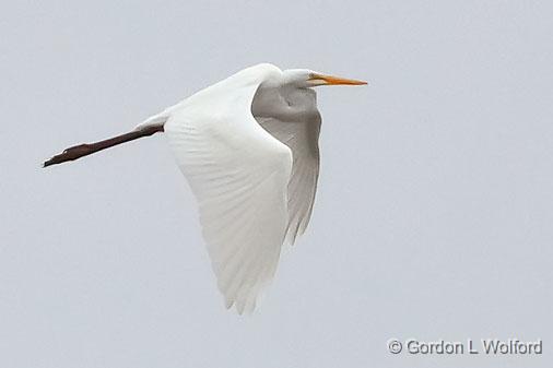 Egret In Flight_25893.jpg - Great Egret (Ardea alba) photographed at Ottawa, Ontario, Canada.